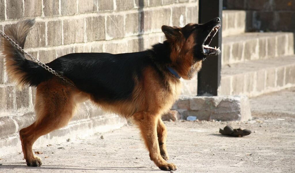 厳格な管理型コーチングをイメージした、鎖につながれた犬の写真
